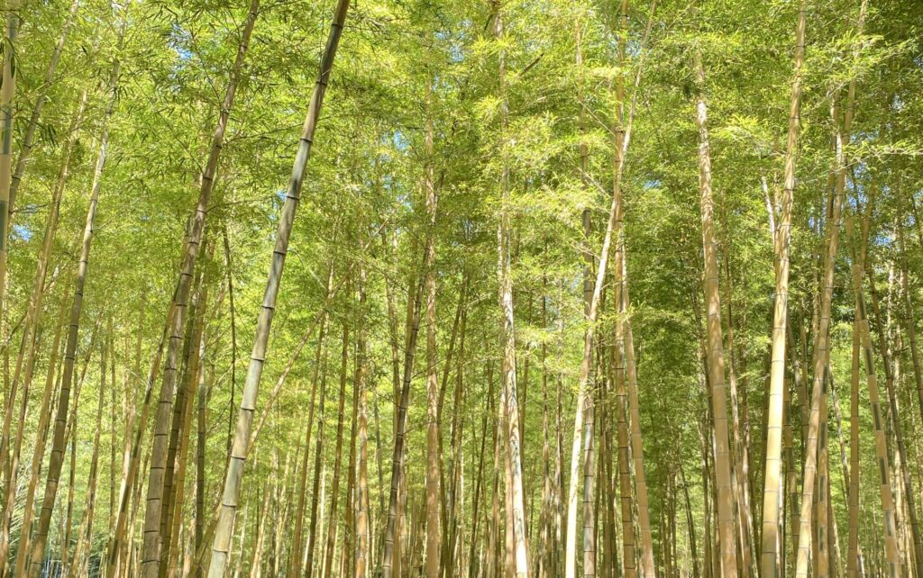 光に照らされる竹林