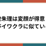 藤波朱理ブログサムネイル